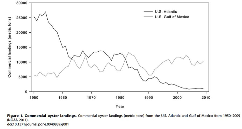 Commercial oyster landings.