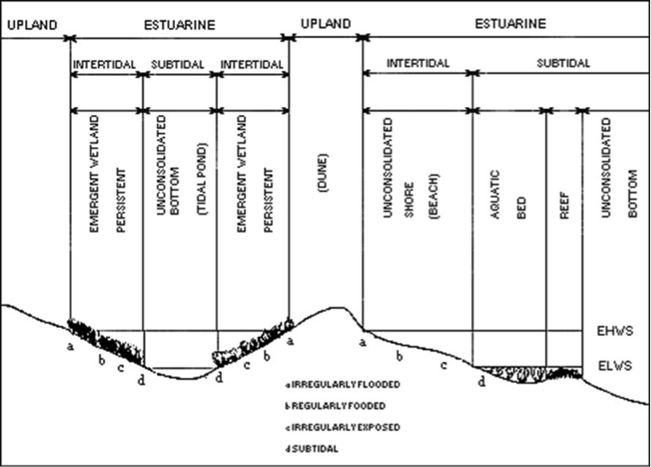 Distinguishing features and examples of habitats in the Estuarine System. EHWS = extreme high water of spring tides; ELWS = extreme low water of spring tides.