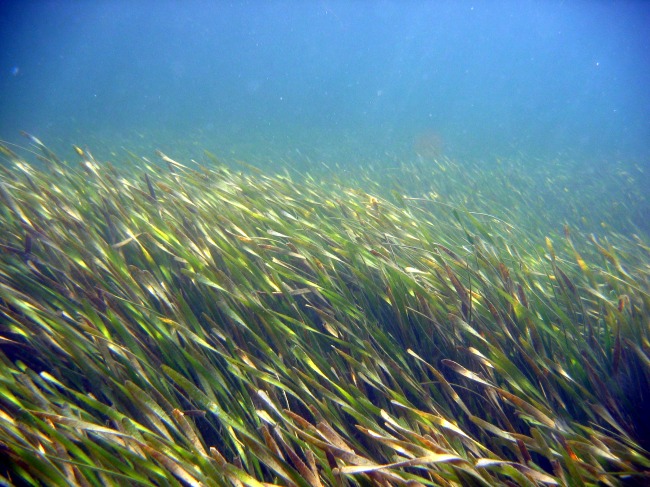 Seagrass Beds: Prairies of the Sea 