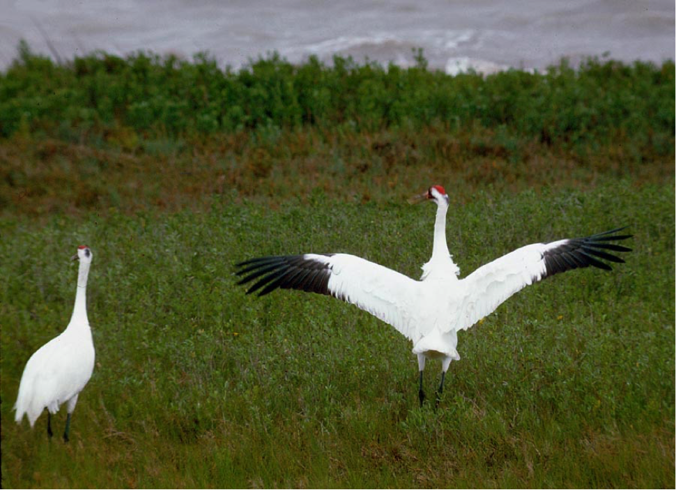 Whooping cranes in Texas coast.